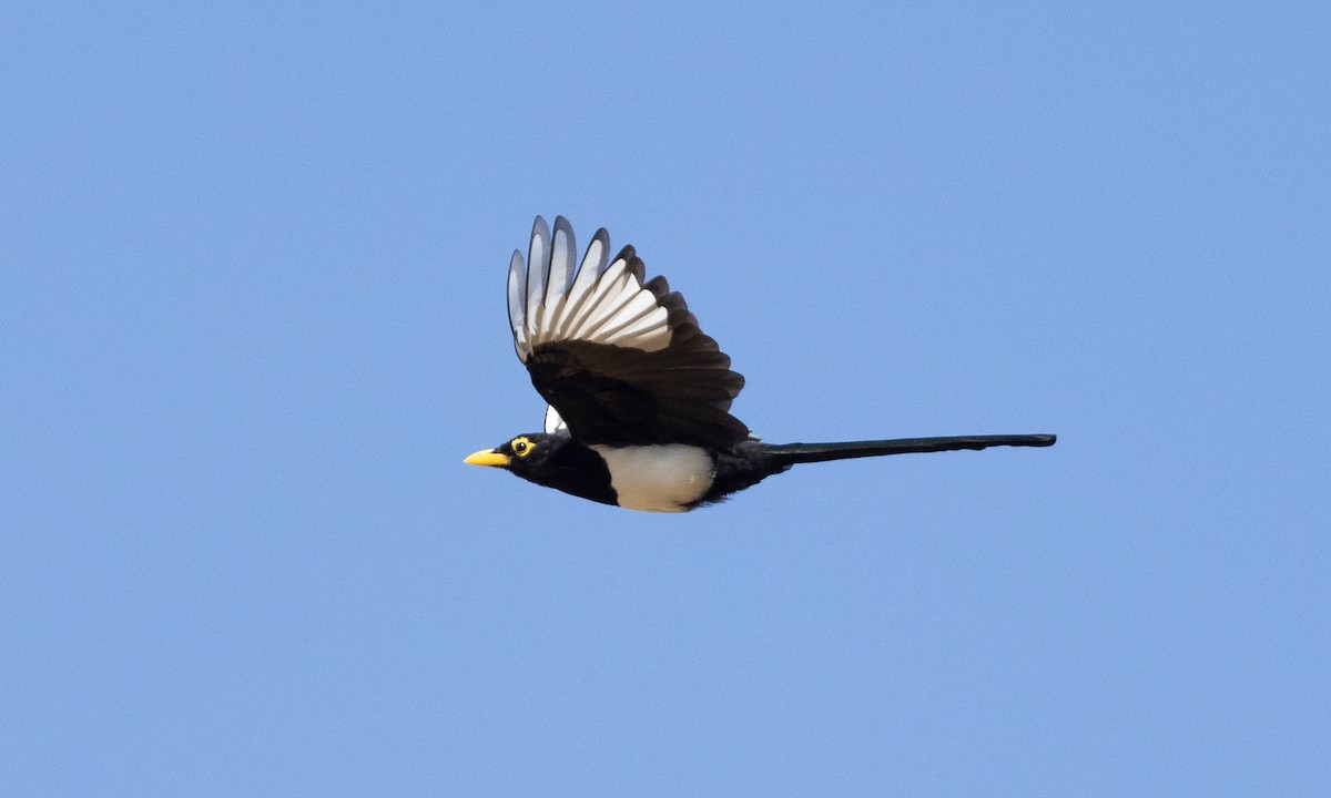 Yellow-billed Magpie - ML609250490