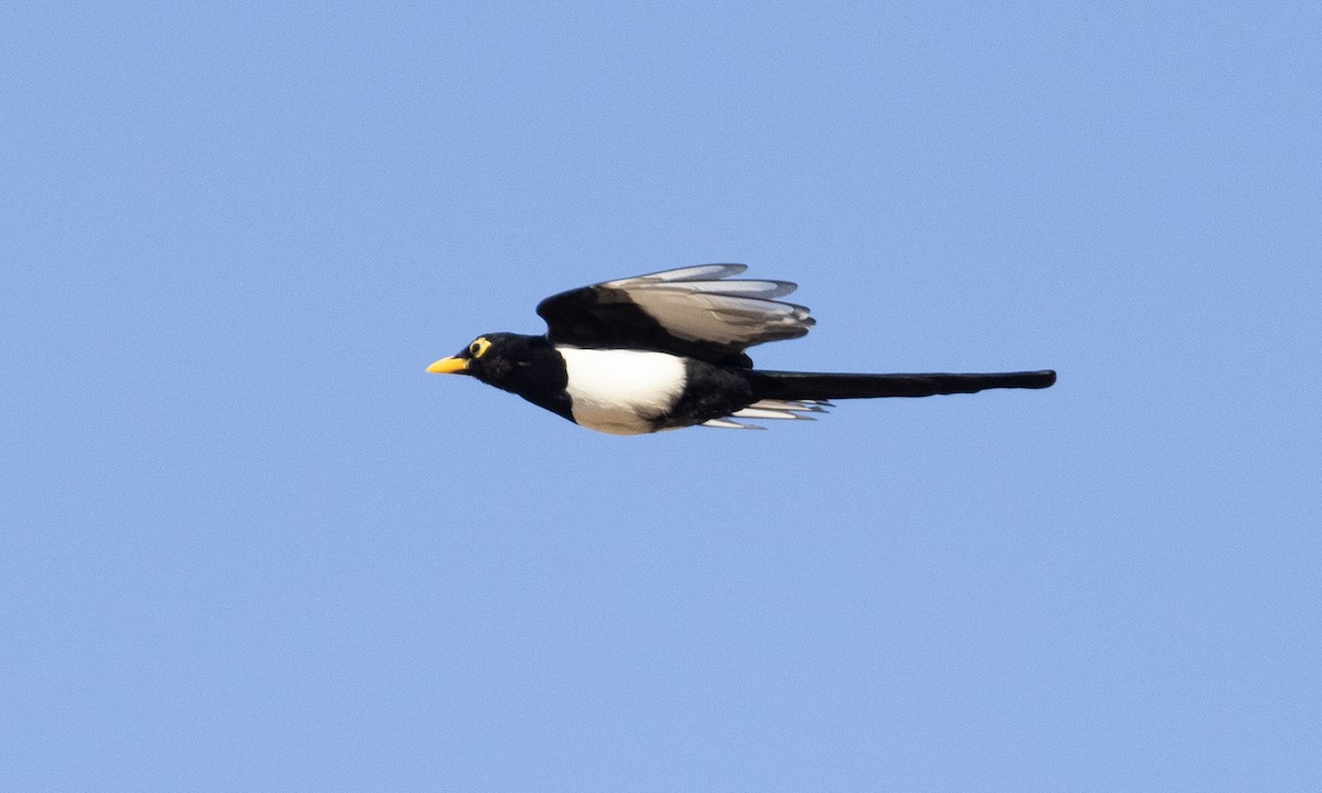 Yellow-billed Magpie - ML609250491