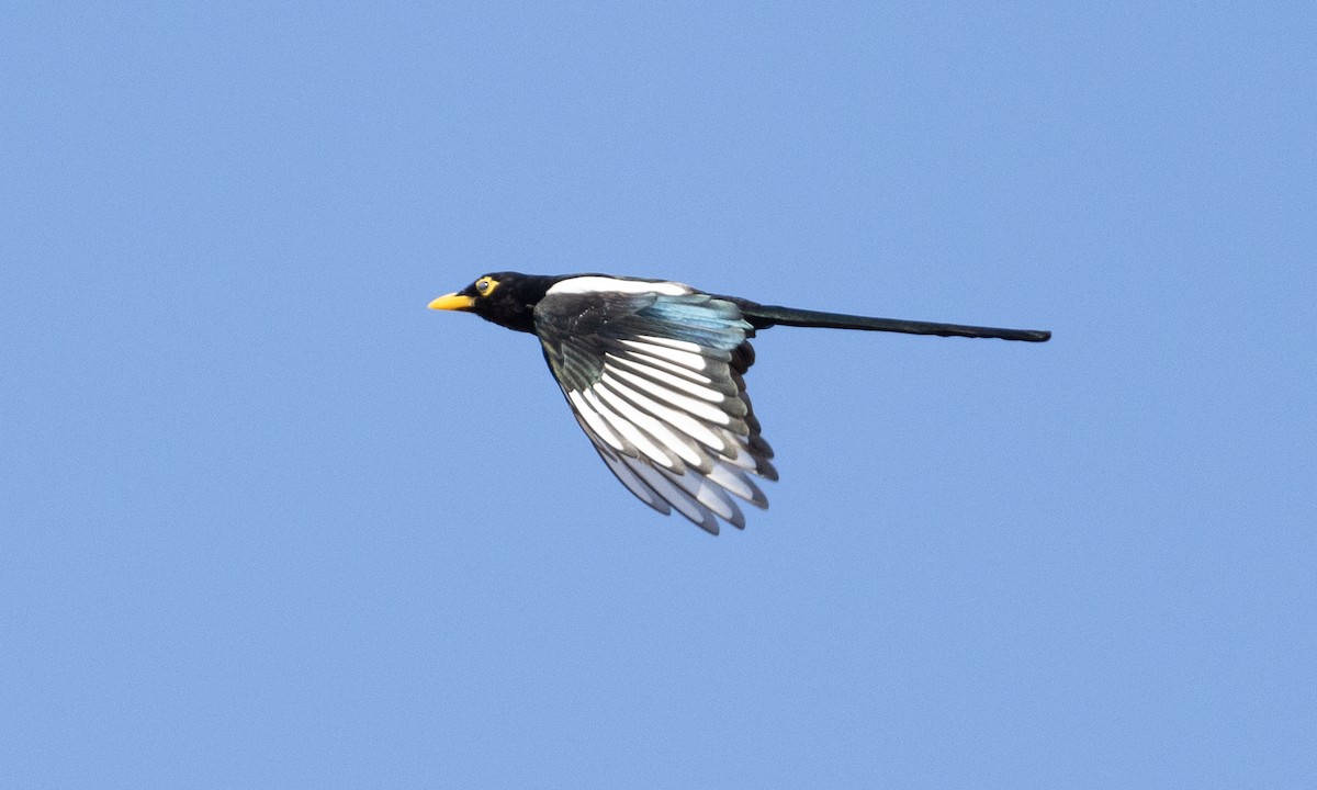 Yellow-billed Magpie - ML609250492