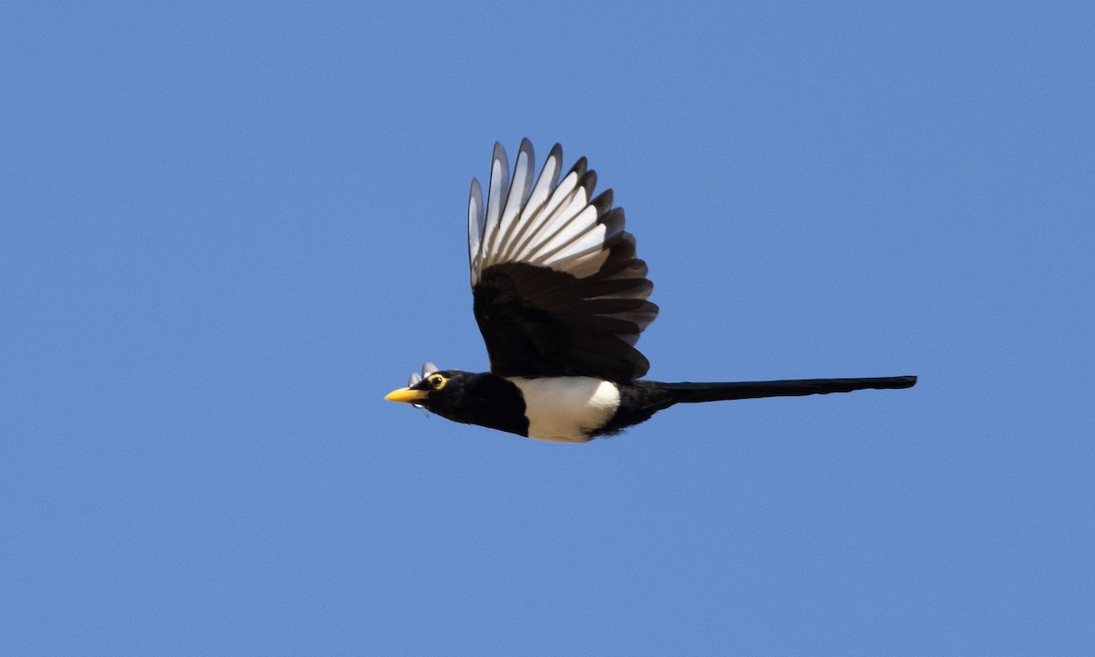 Yellow-billed Magpie - ML609250493
