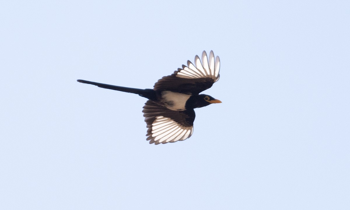 Yellow-billed Magpie - ML609250501