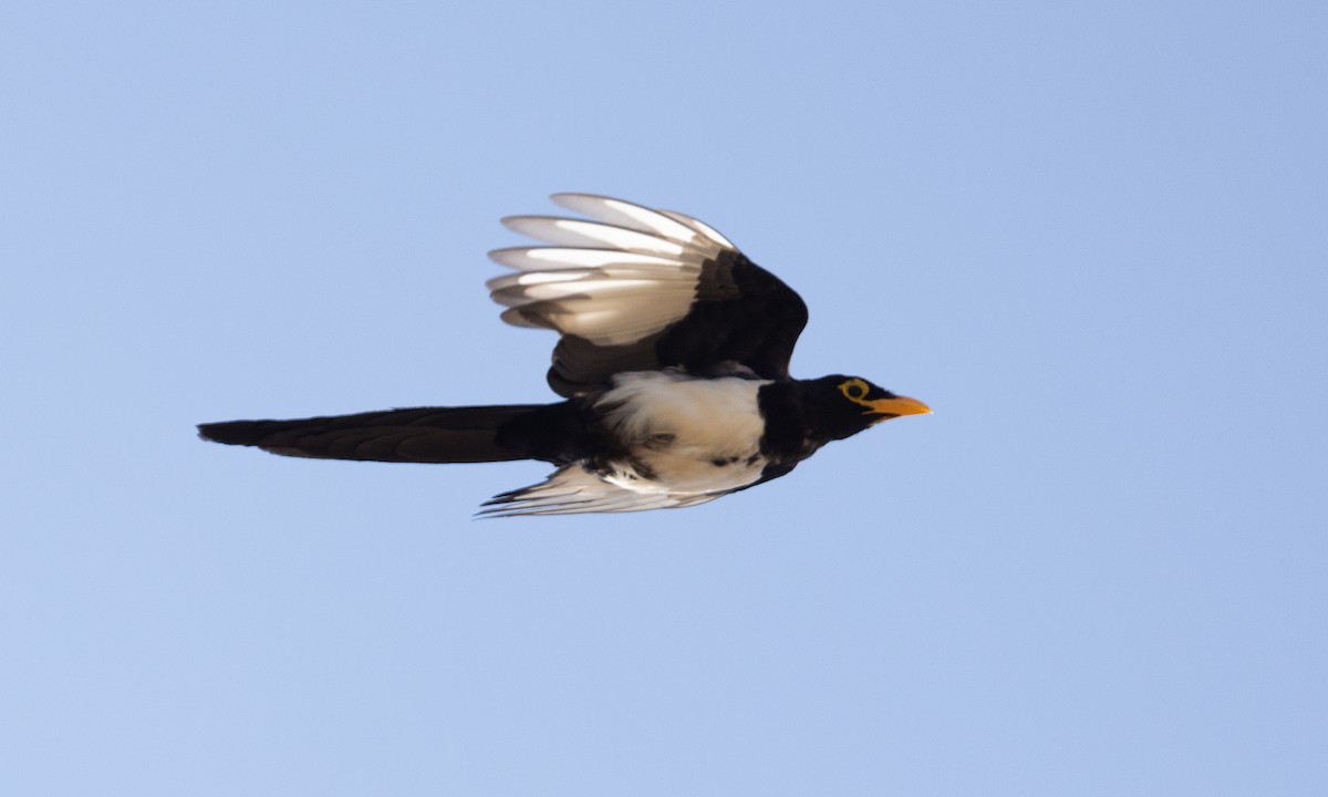 Yellow-billed Magpie - ML609250502