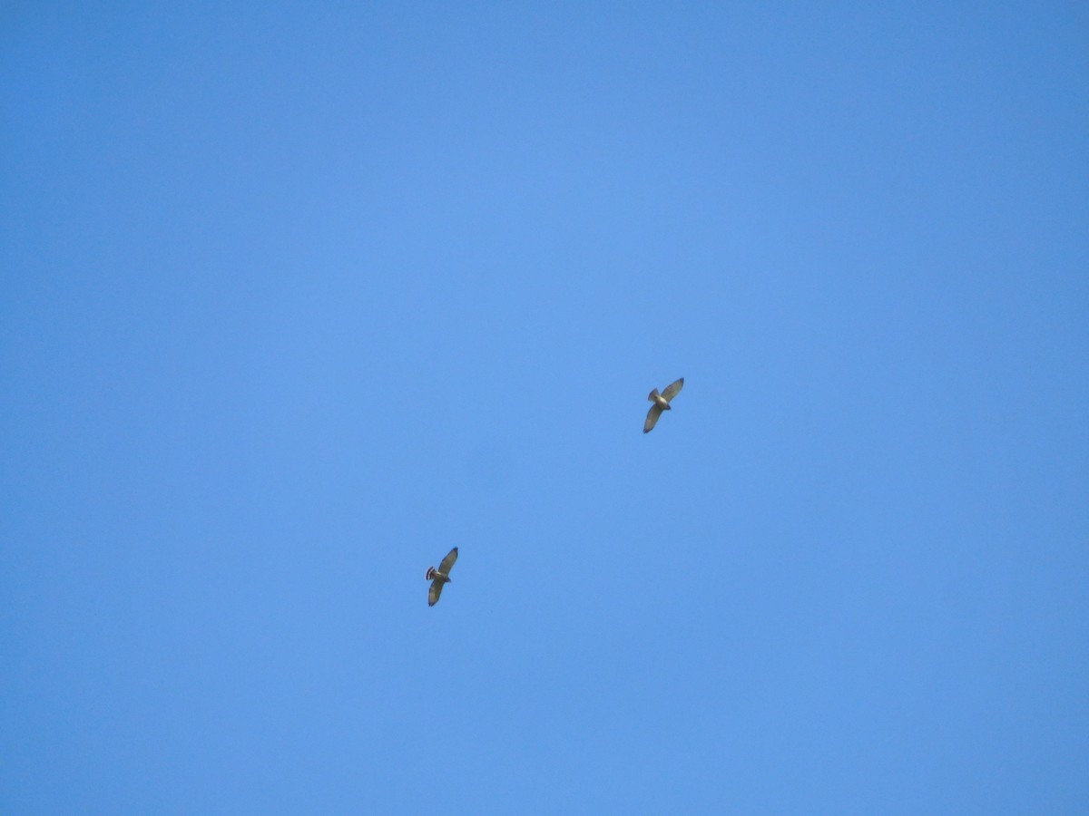 Broad-winged Hawk - ML609250563