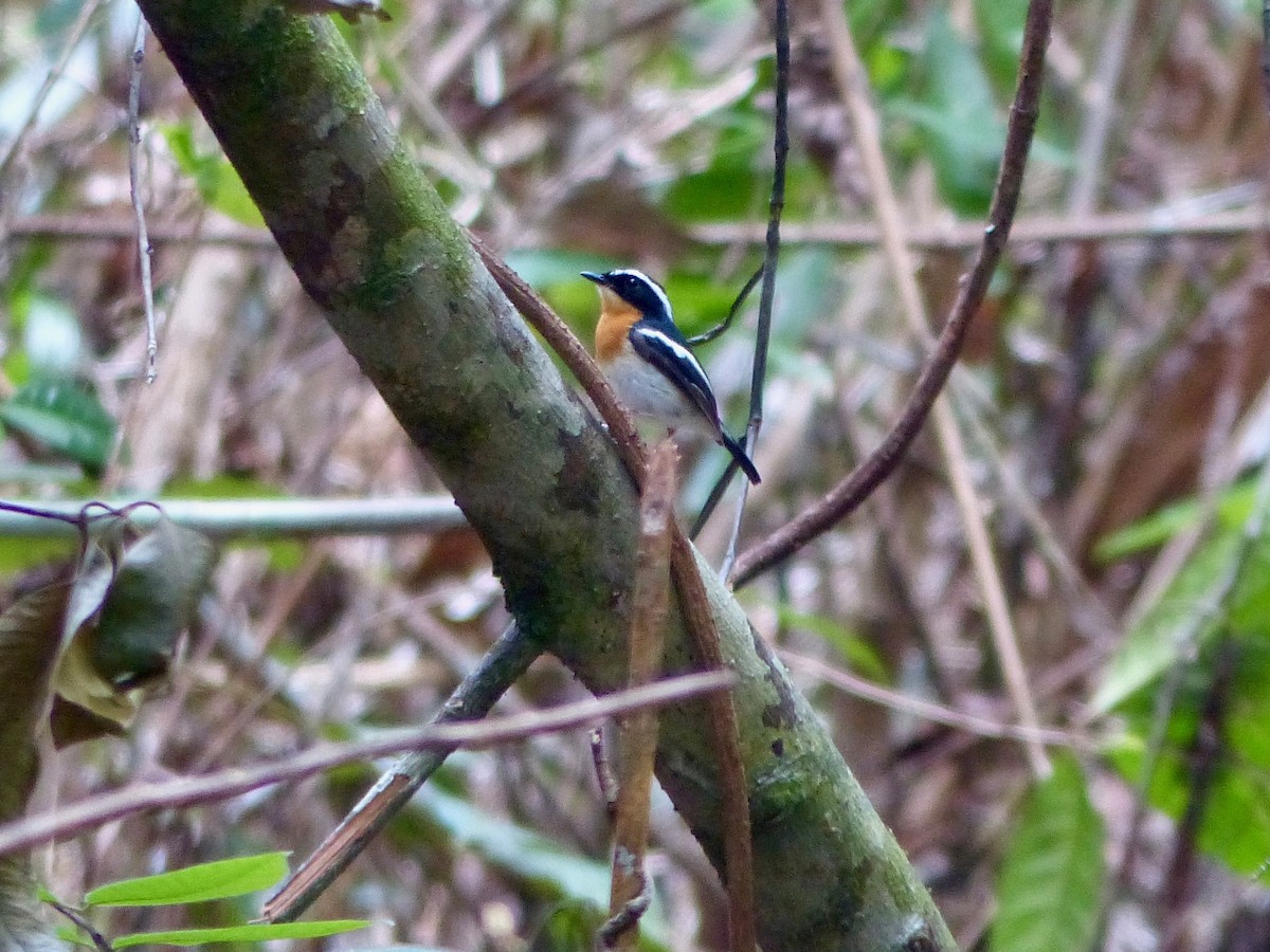 Tanimbar Flycatcher - ML609250644