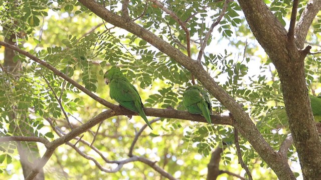 オオメキシコインコ - ML609250648