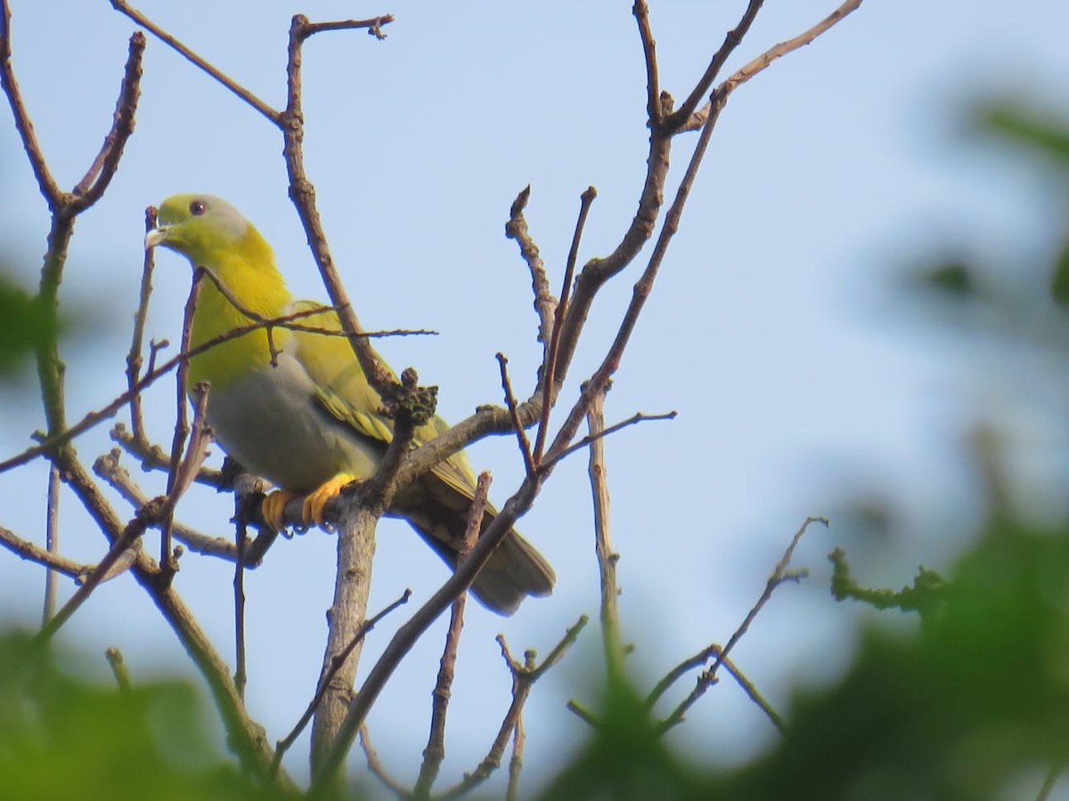 Yellow-footed Green-Pigeon - ML609250682