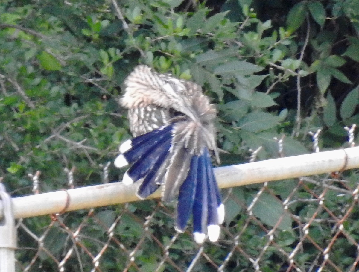 Greater Roadrunner - Van Remsen