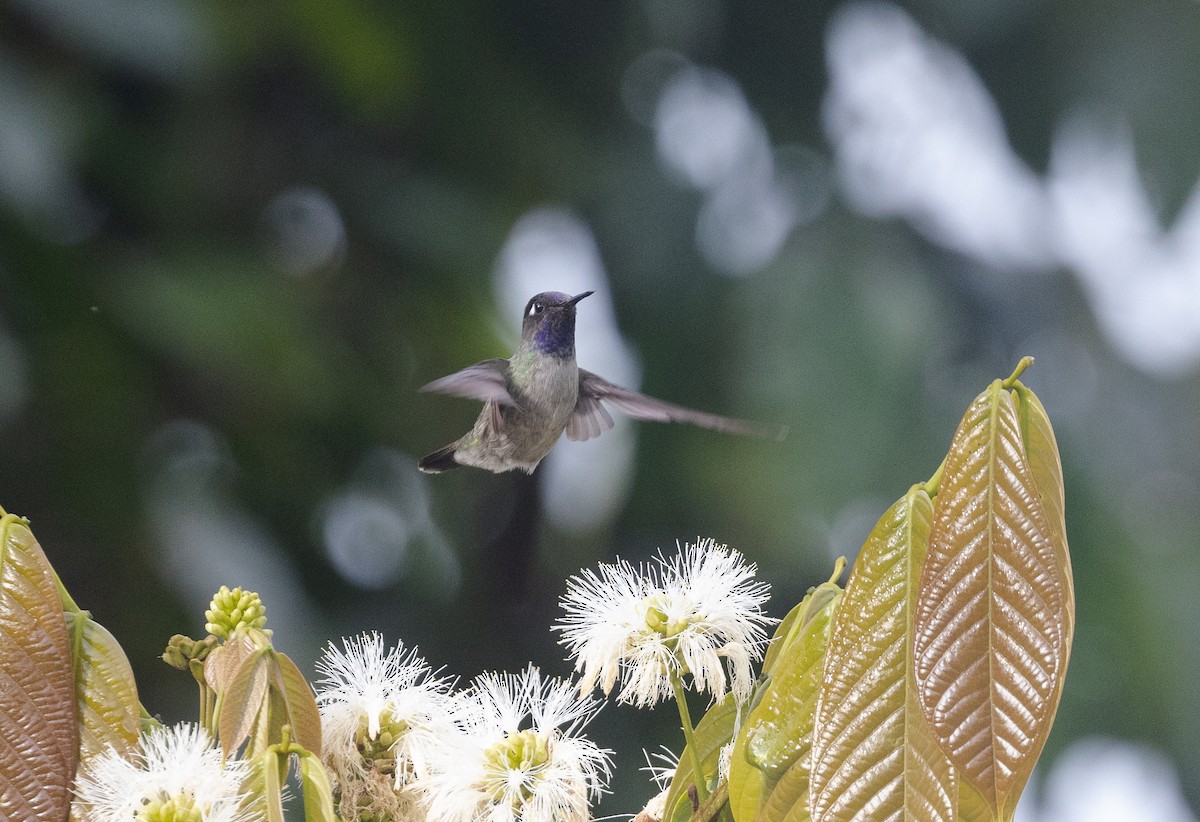 Colibrí Cabeciazul - ML609250743