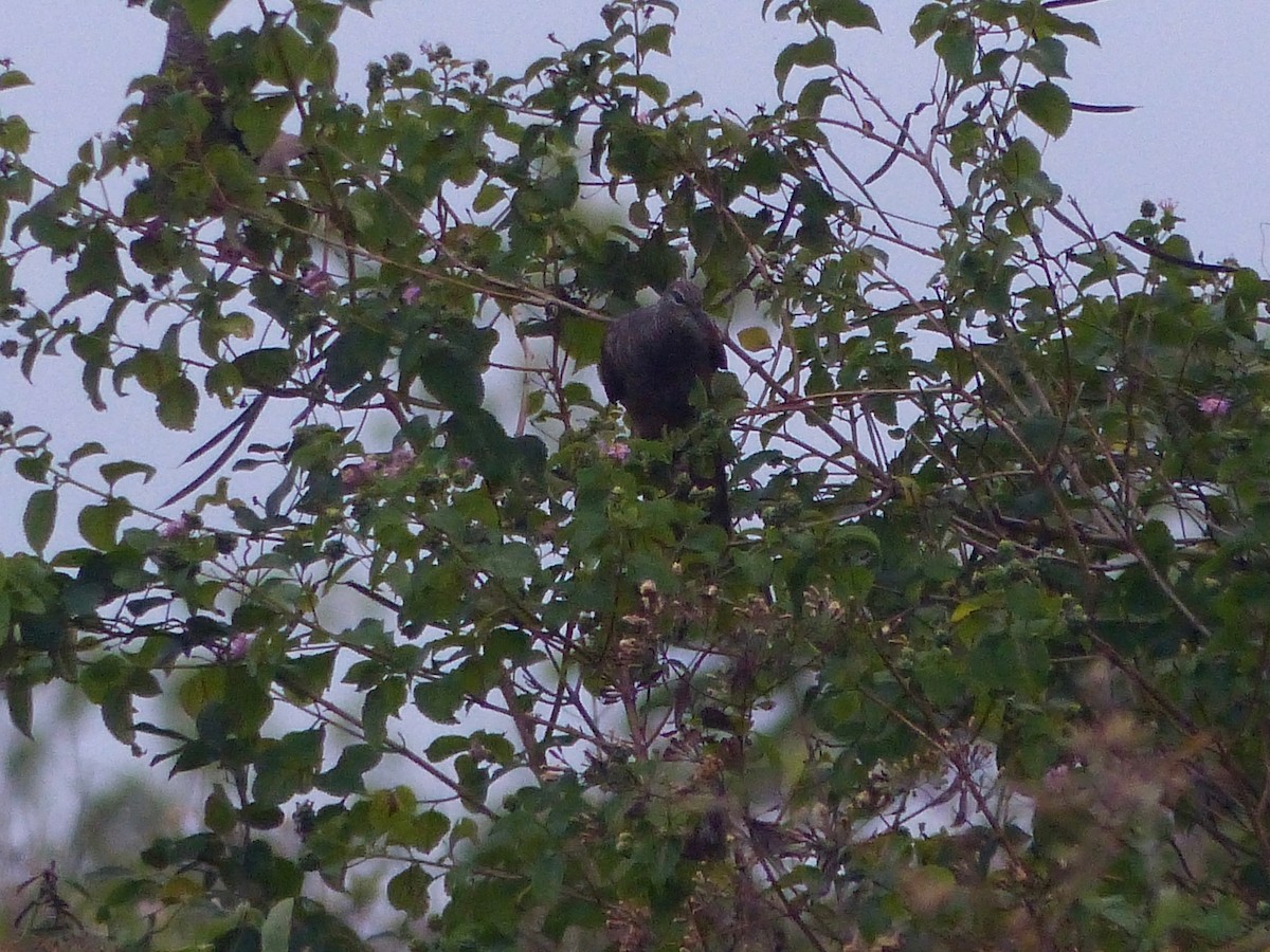 Tanimbar Cuckoo-Dove - ML609250835