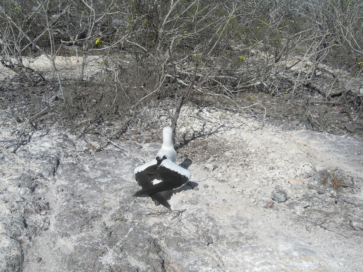 Nazca Booby - ML609250840