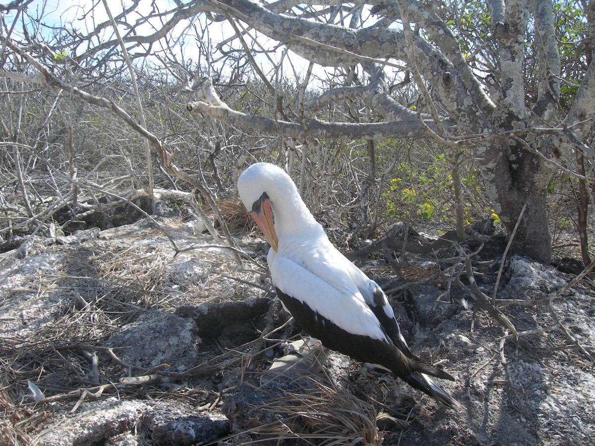 Nazca Booby - ML609250841