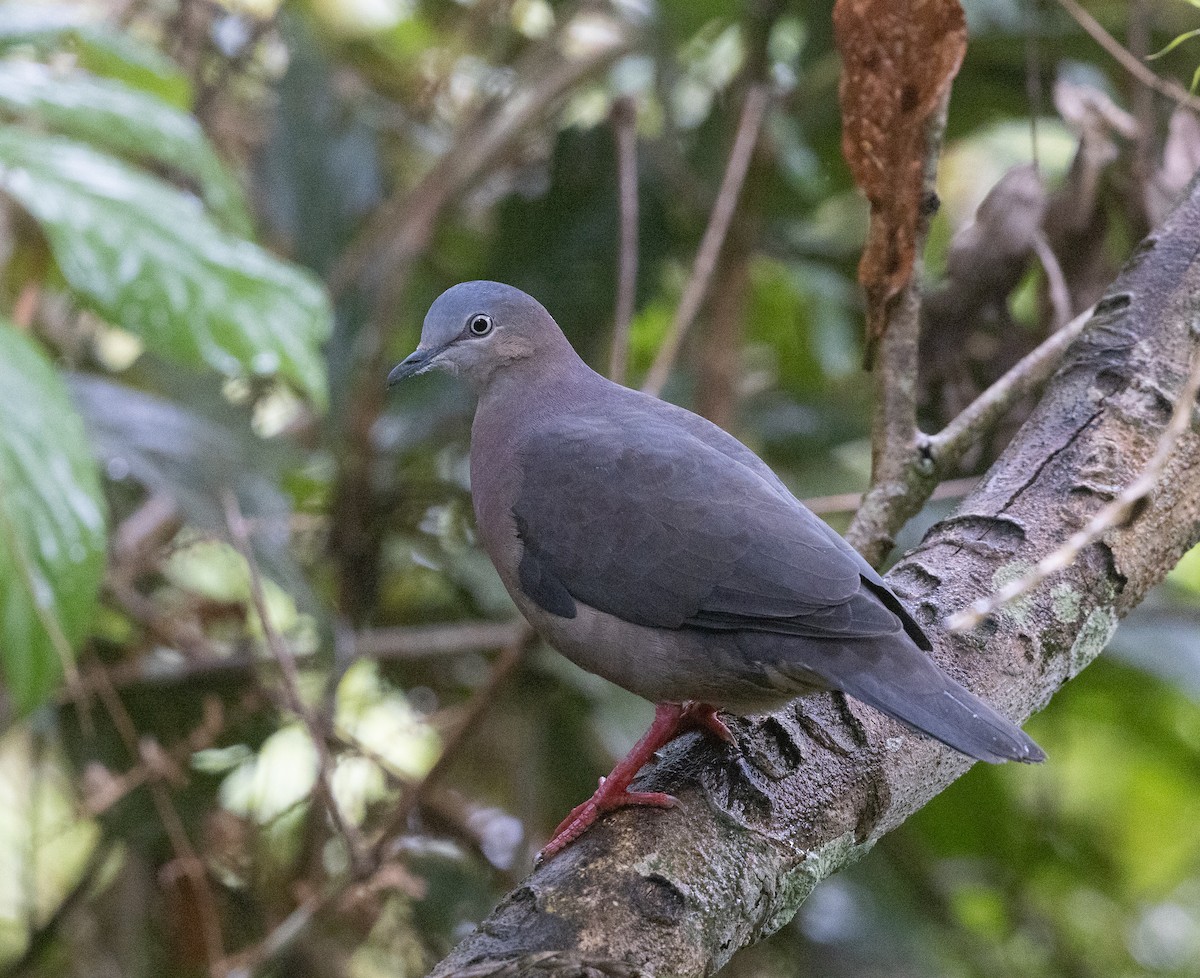 Tolima Dove - ML609250883