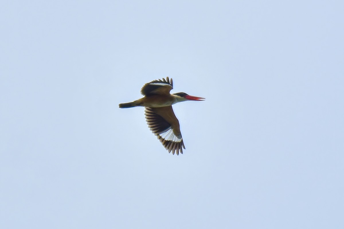 Black-capped Kingfisher - Thitiphon Wongkalasin