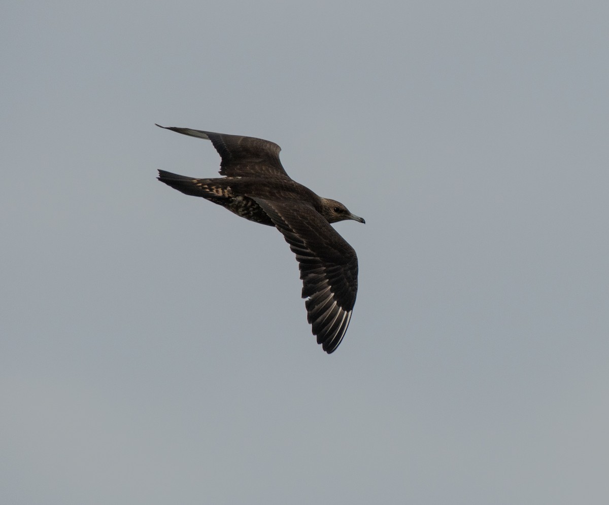 Parasitic Jaeger - ML609251042