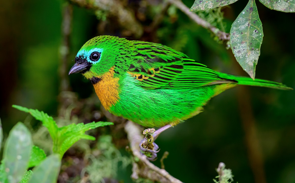 Brassy-breasted Tanager - ML609251048