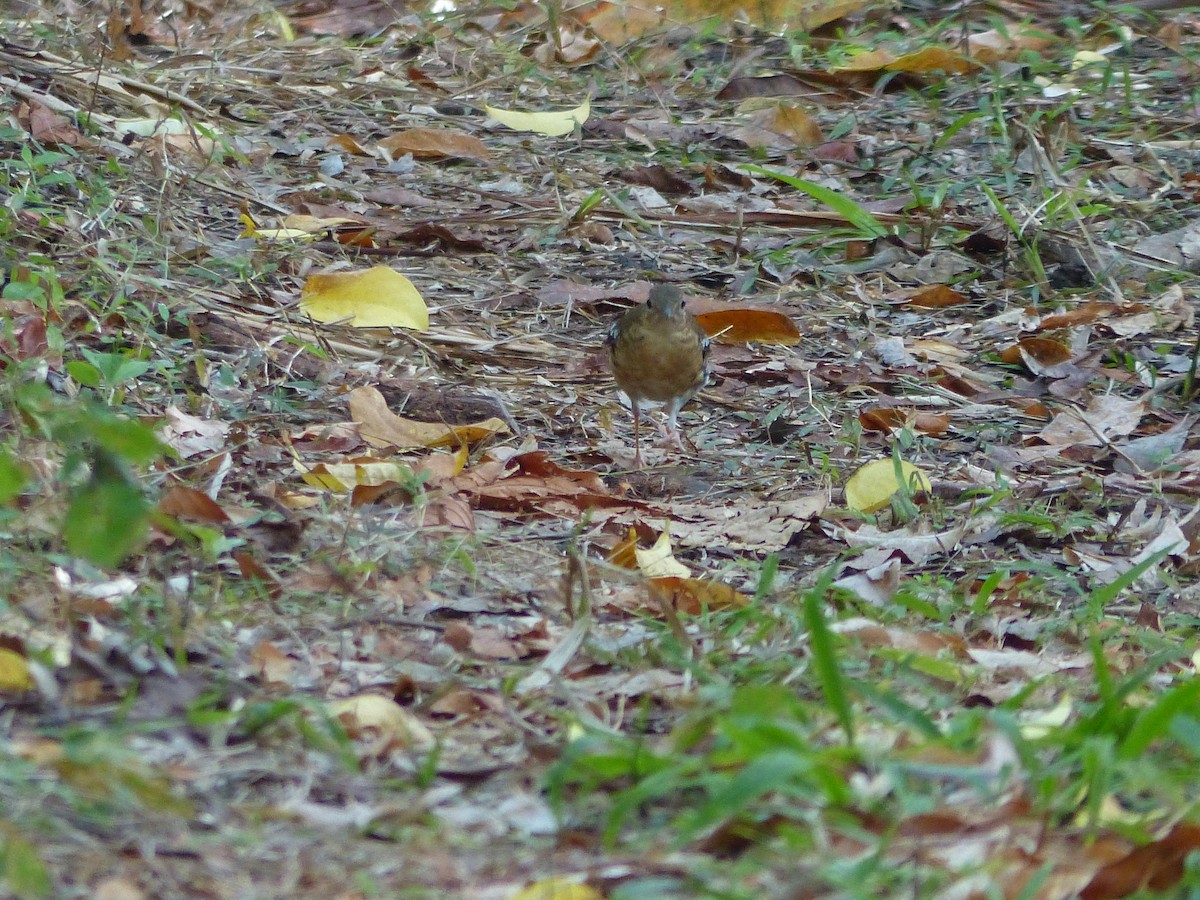 Fawn-breasted Thrush - ML609251068