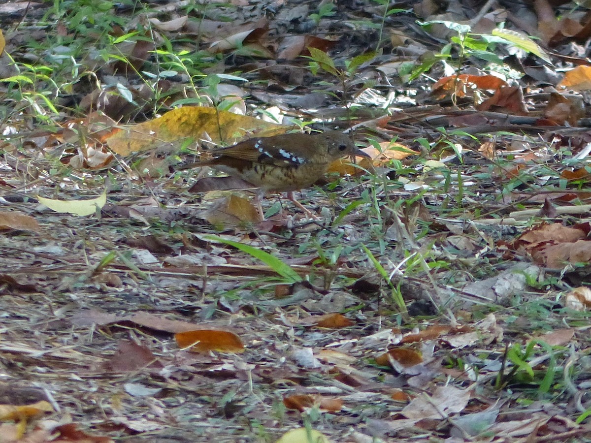 Fawn-breasted Thrush - Jenny Bowman