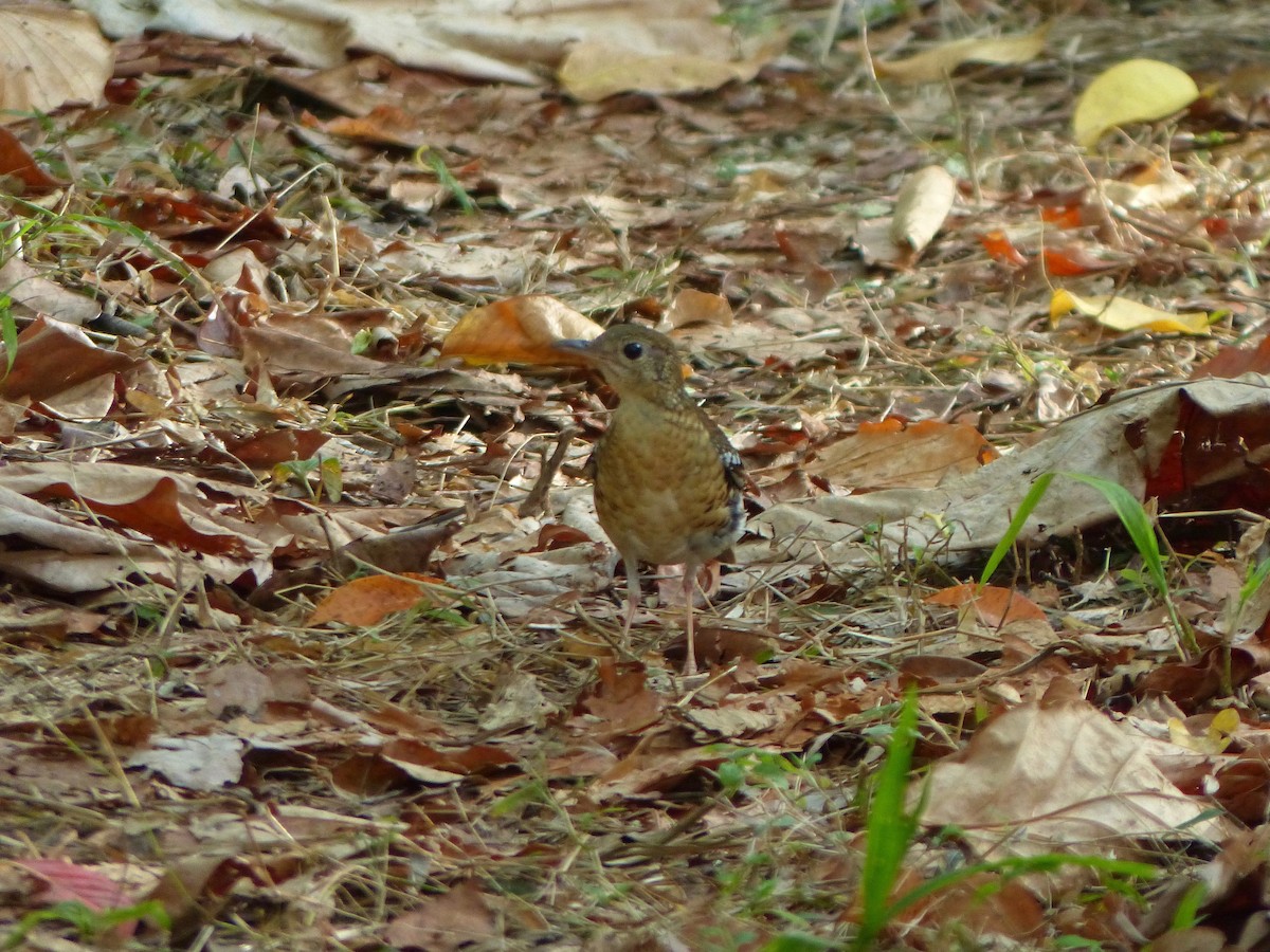Fawn-breasted Thrush - Jenny Bowman