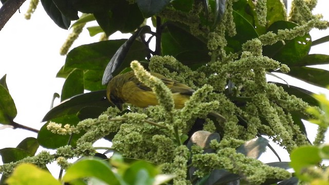 Black-faced Canary - ML609251151