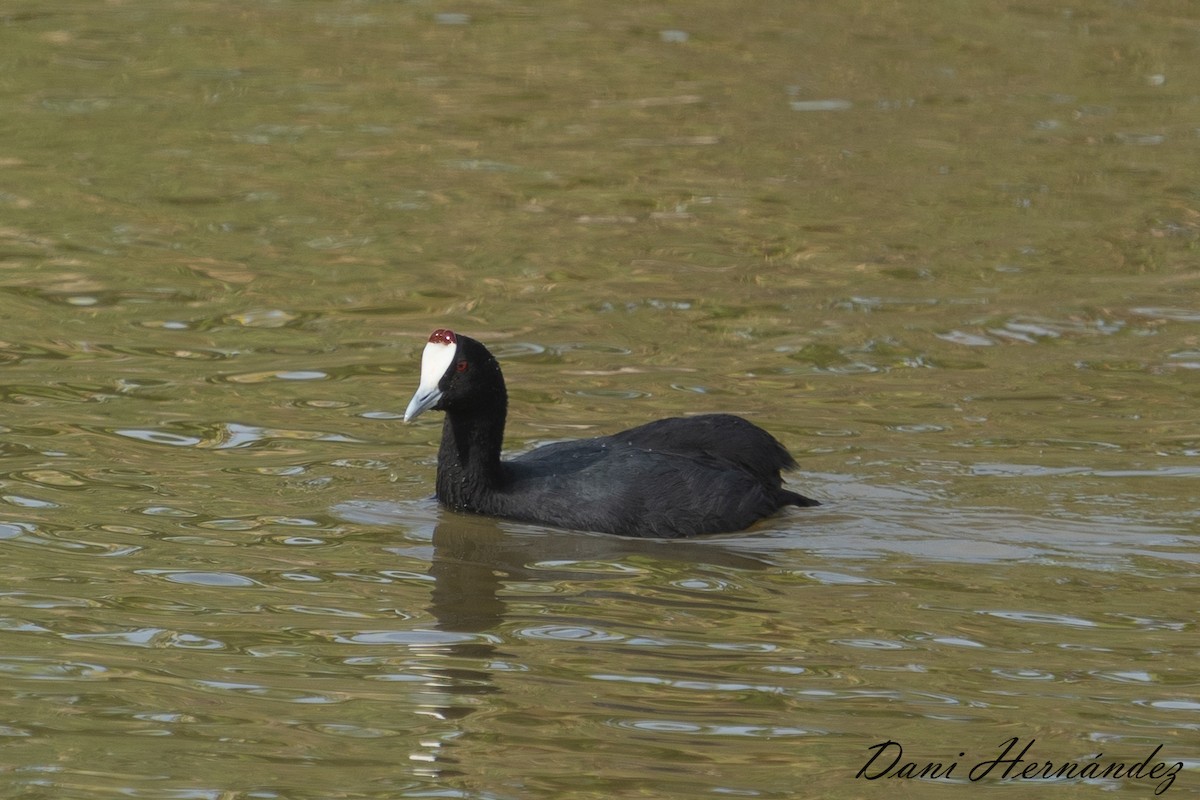 Red-knobbed Coot - Dani Hernández