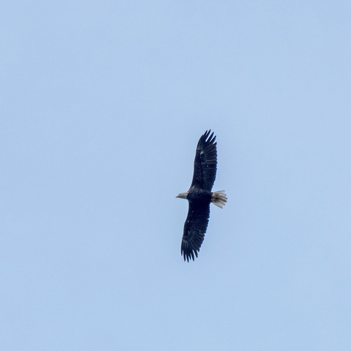 Bald Eagle - ML609251179