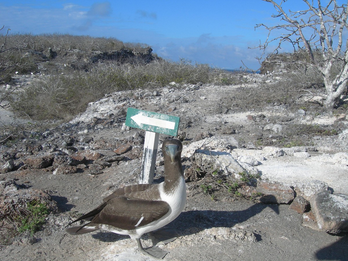 Nazca Booby - ML609251182