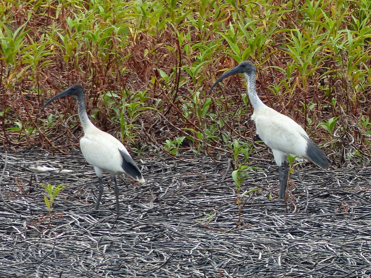 ibis australský - ML609251239