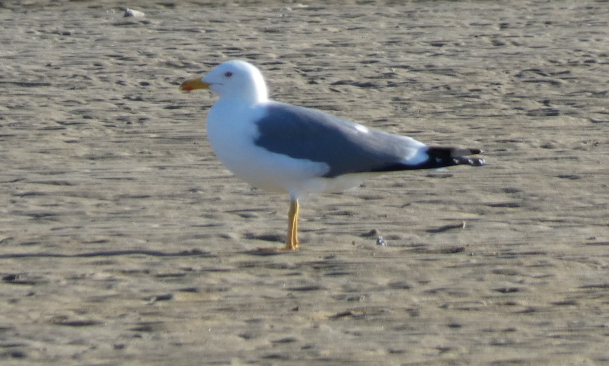 Lesser Black-backed Gull (Steppe) - ML609251246