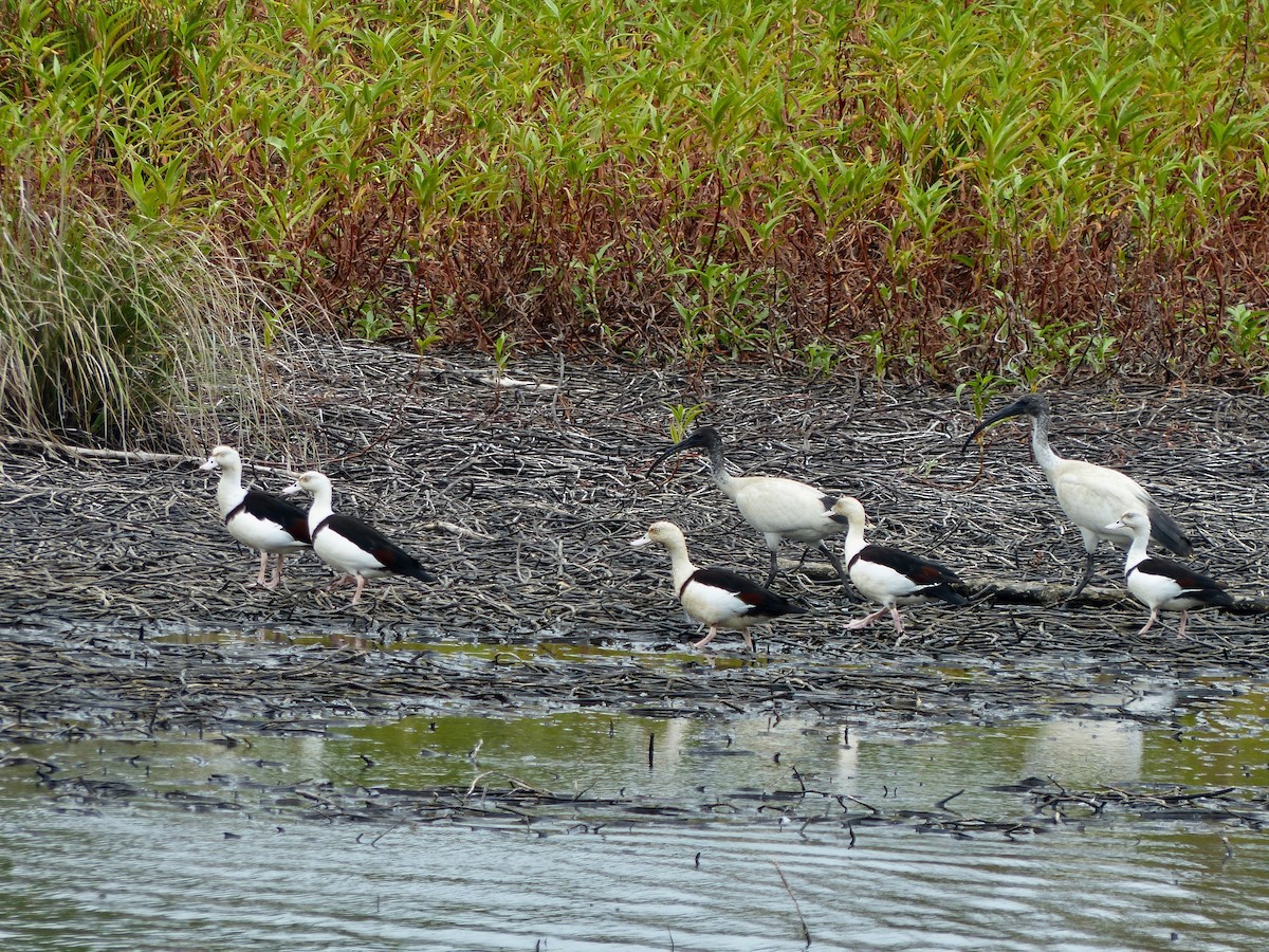 Radjah Shelduck - Jenny Bowman