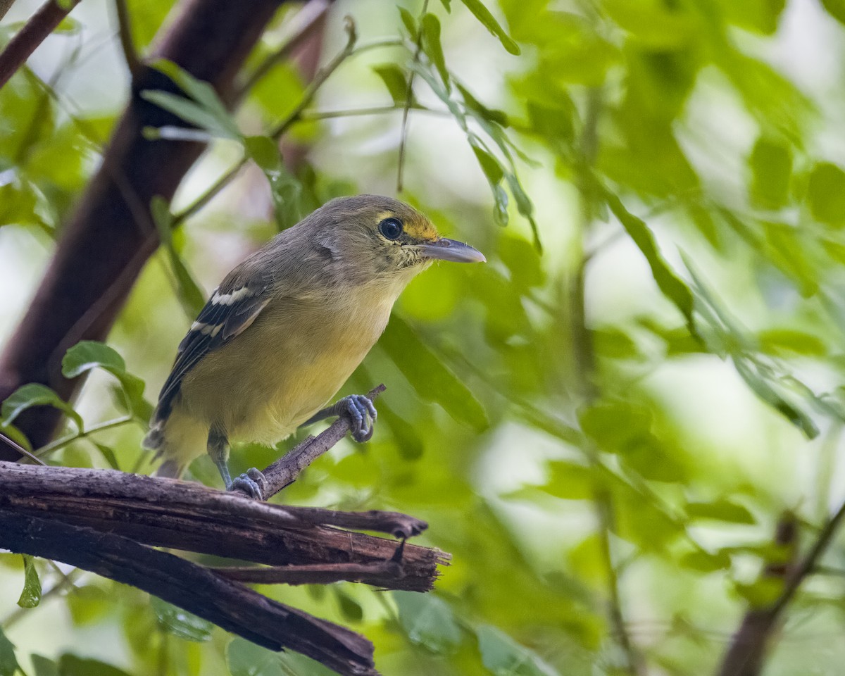 Thick-billed Vireo - Elliott Ress