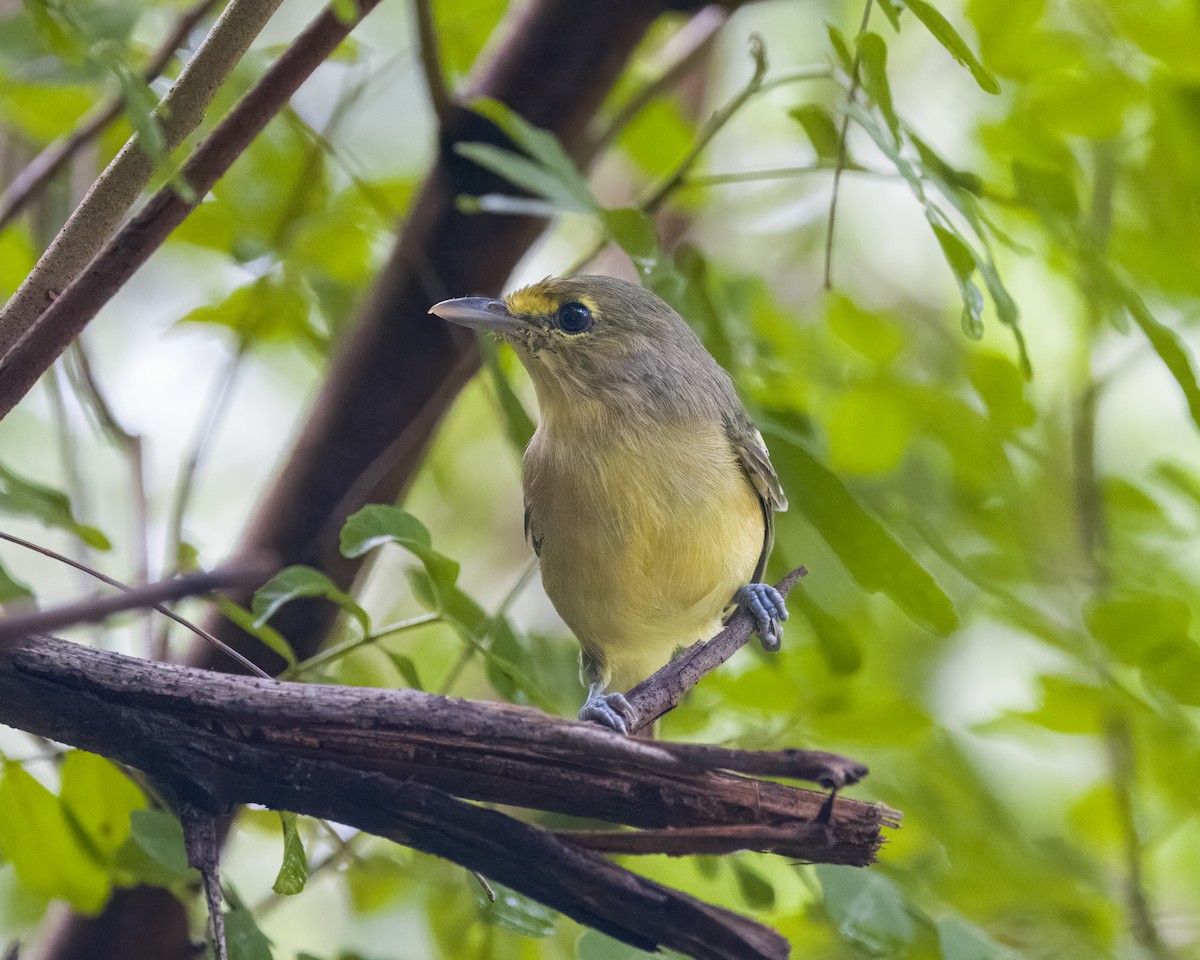 Thick-billed Vireo - Elliott Ress