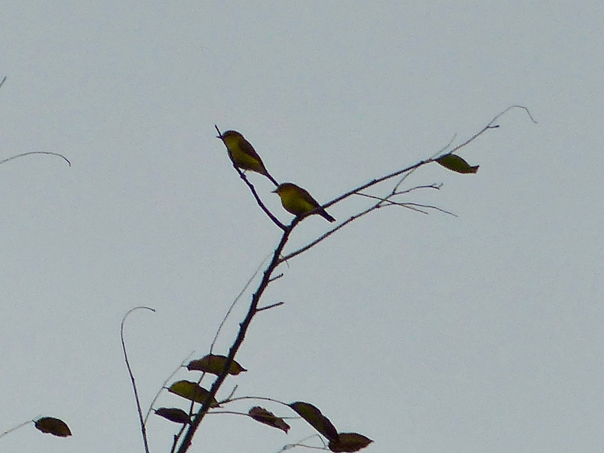 Golden-bellied Flyrobin - ML609251422