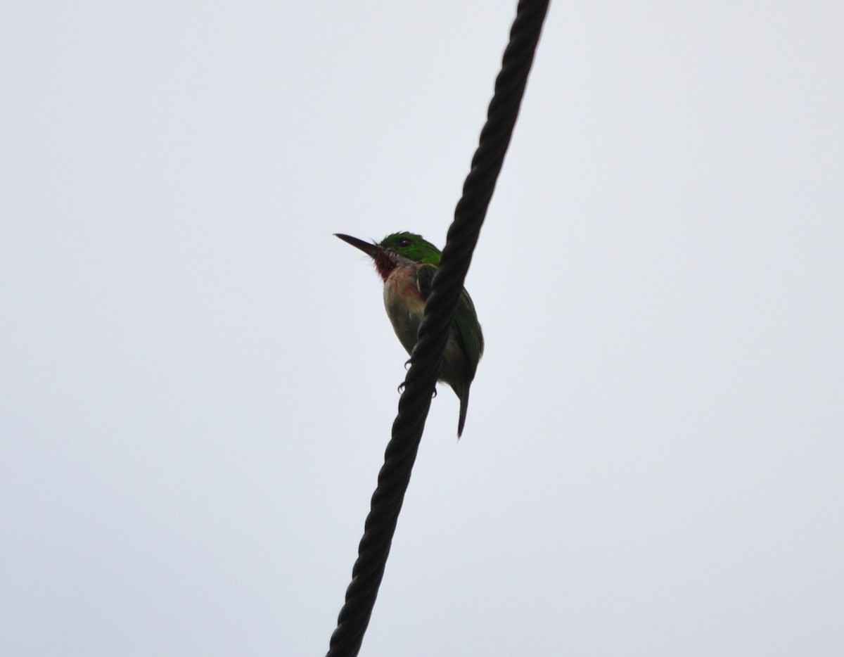 Broad-billed Tody - ML609251587