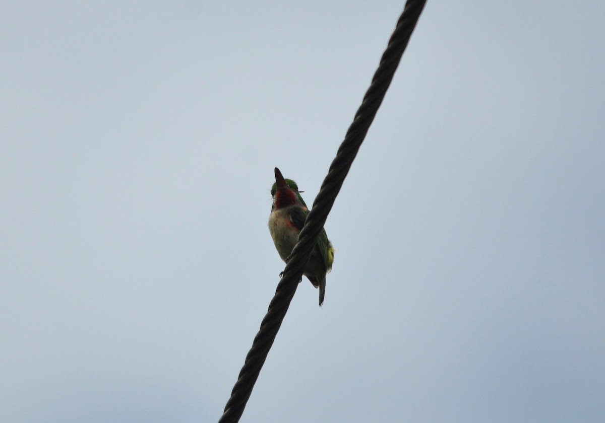 Broad-billed Tody - ML609251589