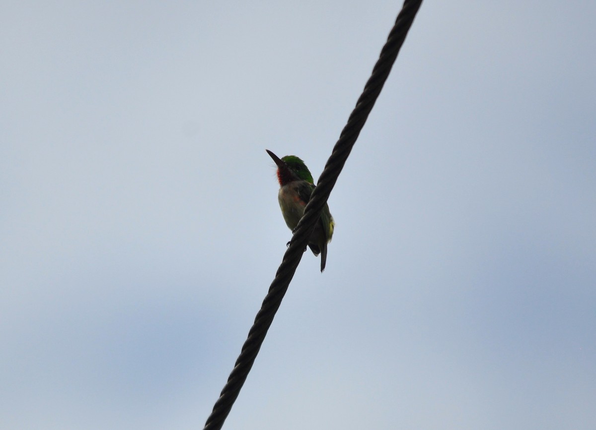 Broad-billed Tody - ML609251590