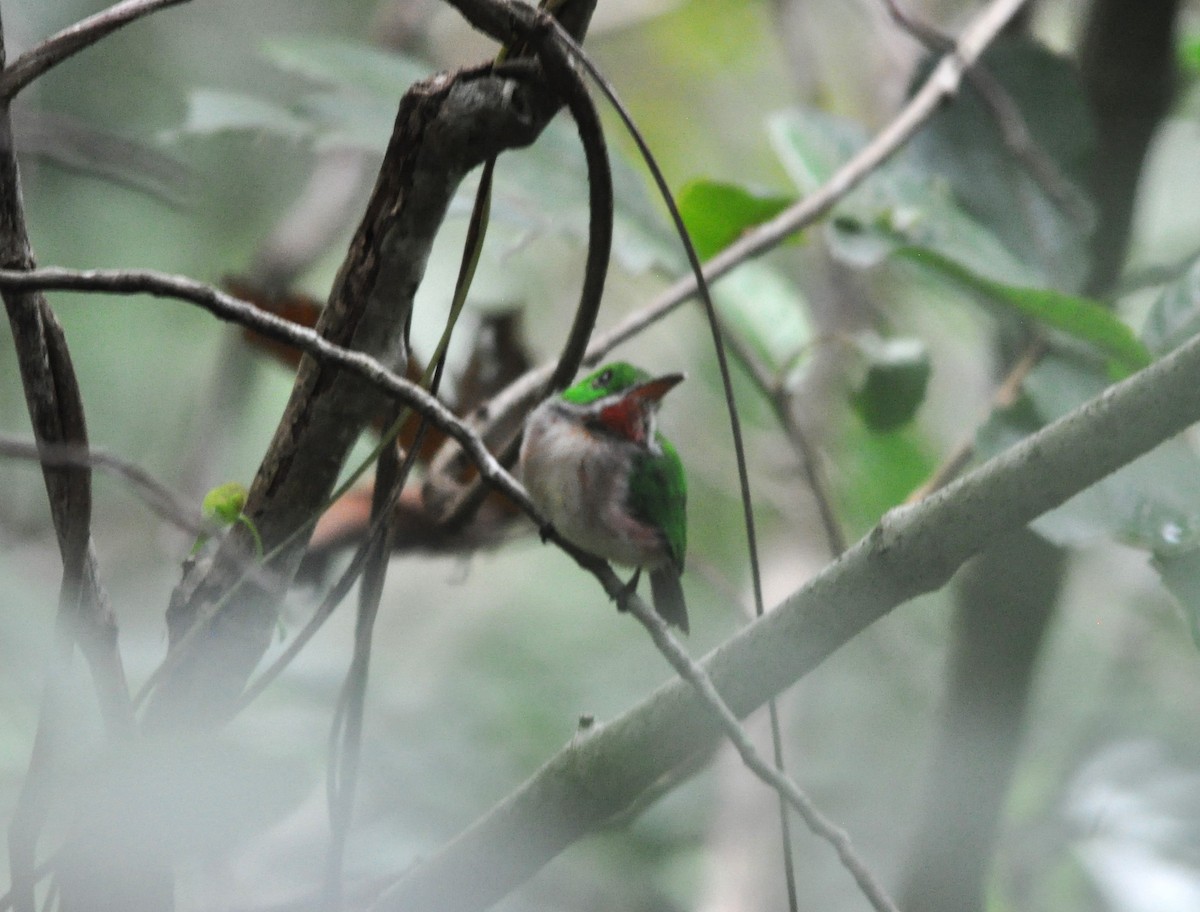 Broad-billed Tody - ML609251592