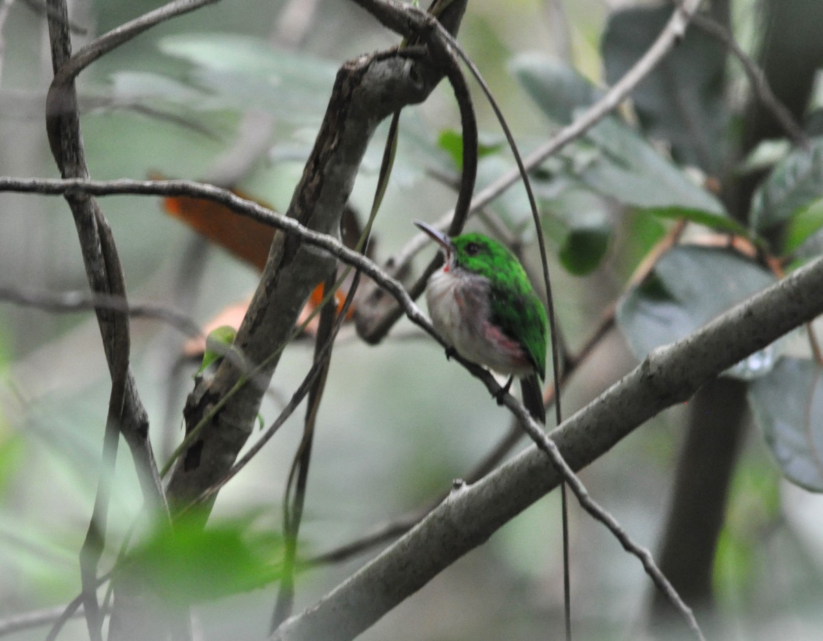 Broad-billed Tody - ML609251594