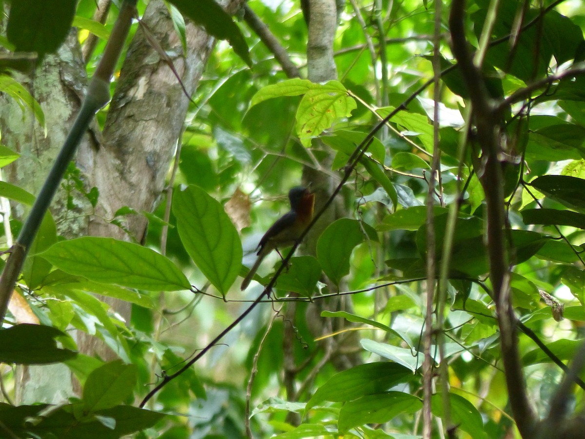 Broad-billed Flycatcher - ML609251604