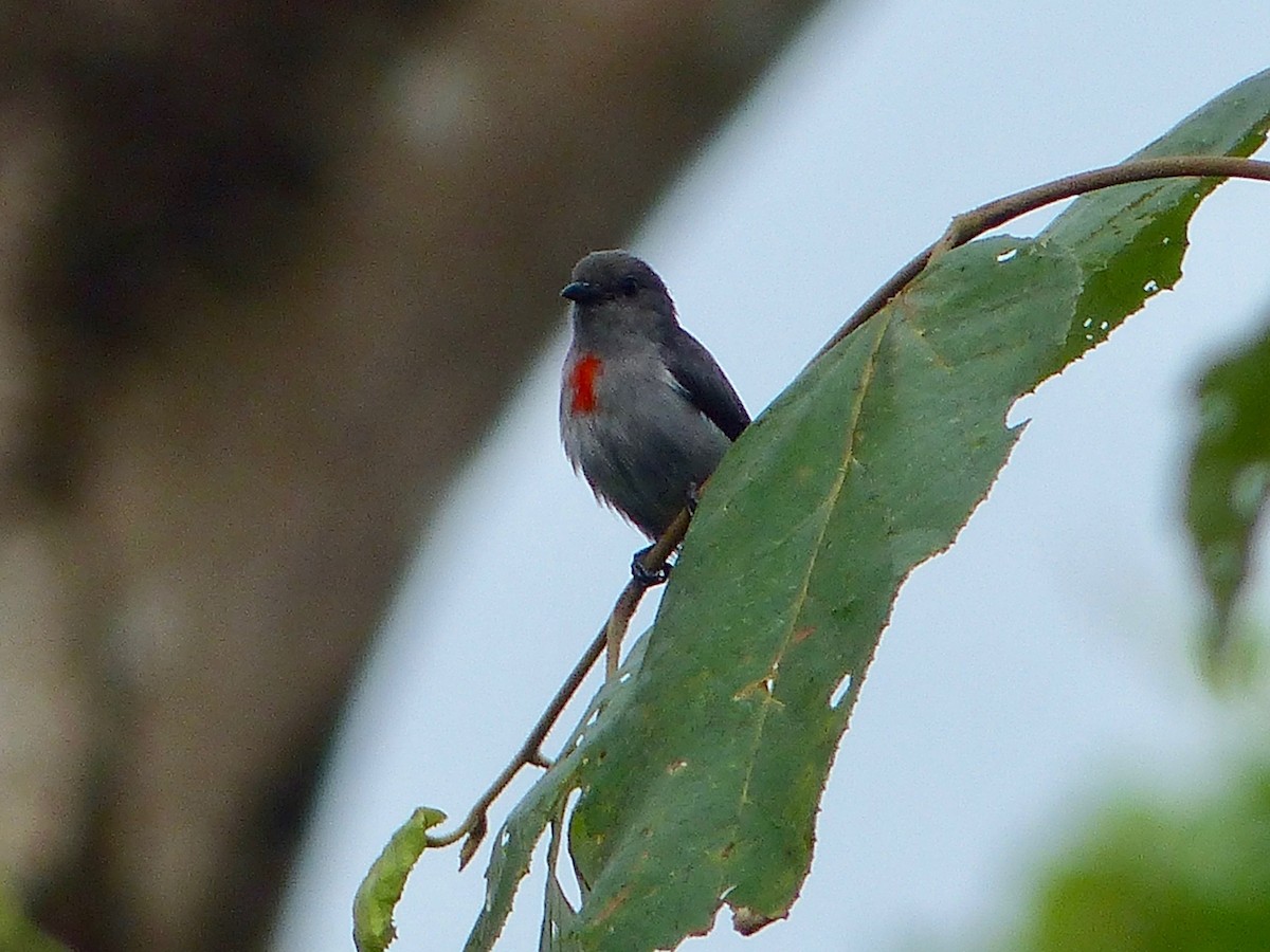 Ashy Flowerpecker - ML609251709