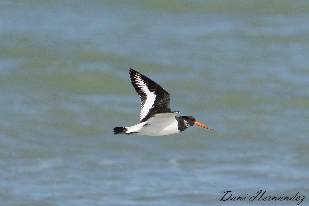 Eurasian Oystercatcher - ML609251744