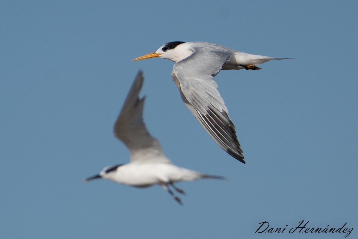 Elegant Tern - Dani Hernández