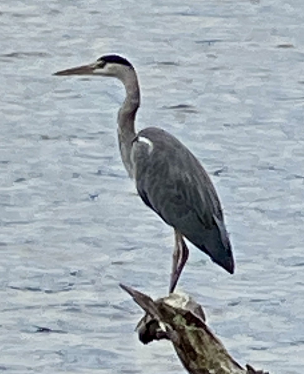 Gray Heron - Michael Skansen