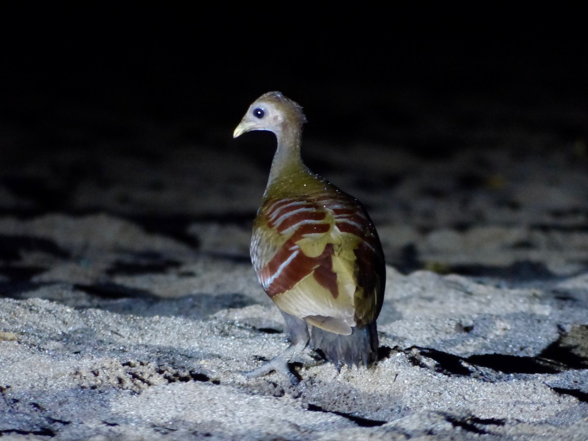 Moluccan Megapode - ML609251970