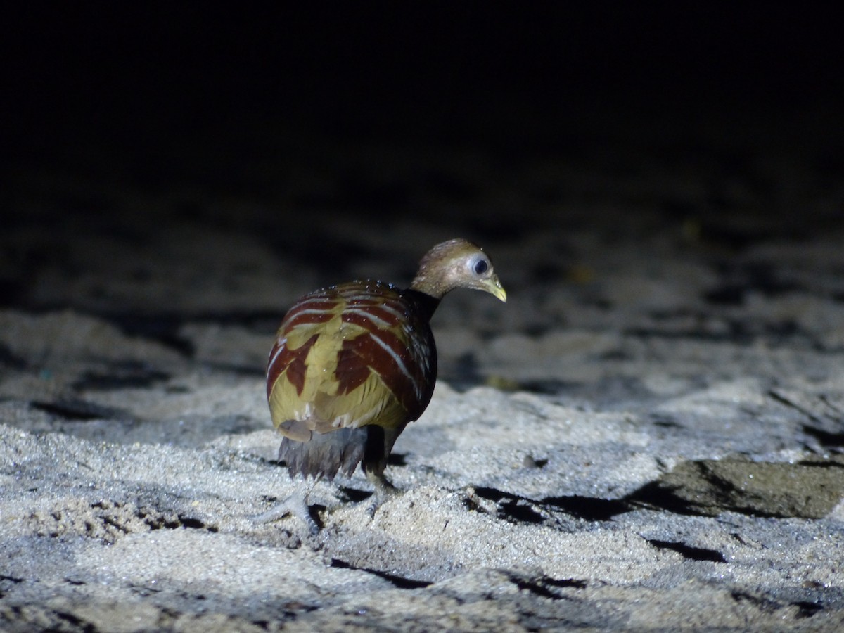 Moluccan Megapode - ML609251971