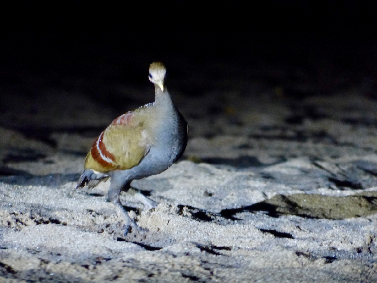 Moluccan Megapode - ML609251976