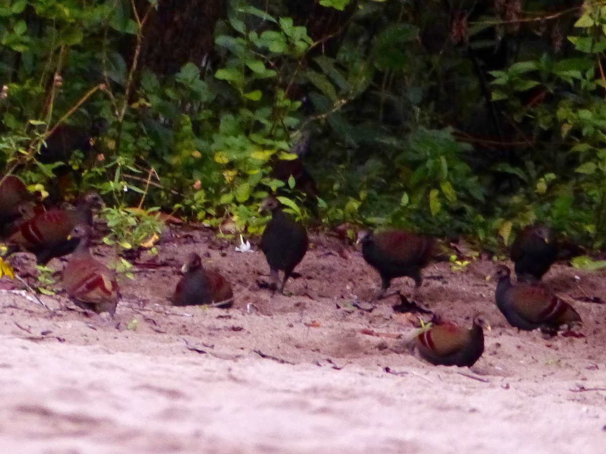 Moluccan Megapode - ML609251982