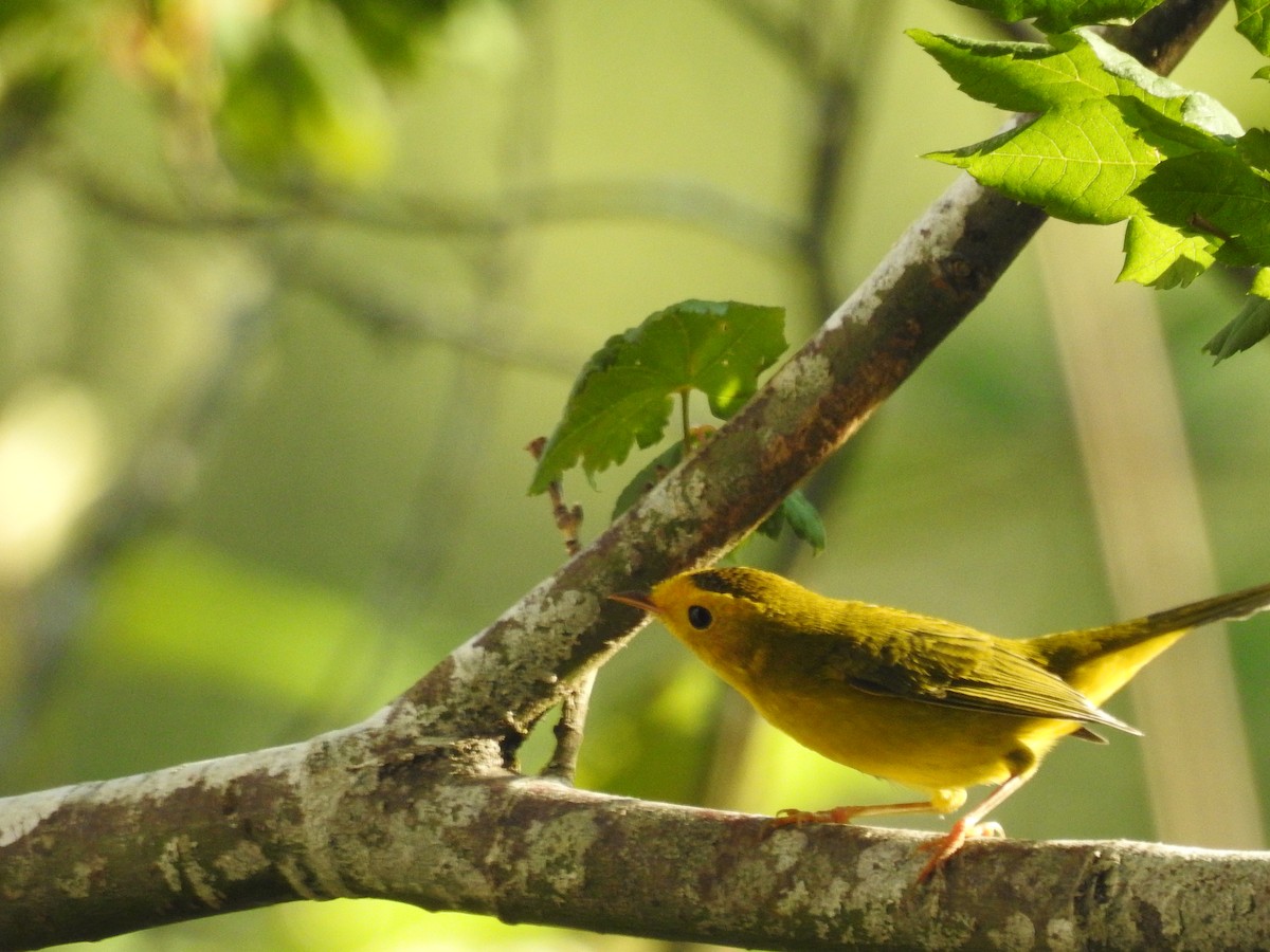 Wilson's Warbler - ML609252002