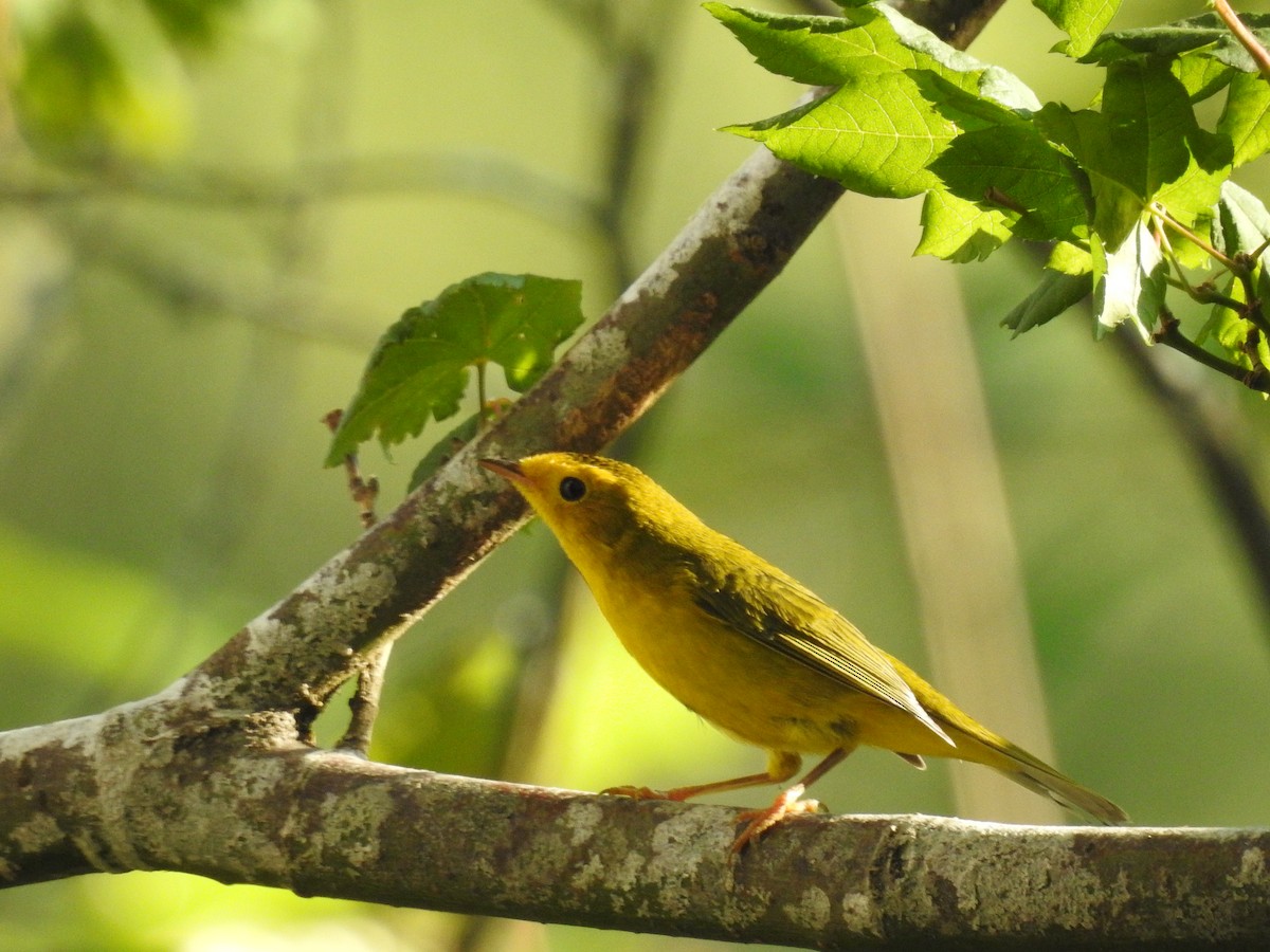 Wilson's Warbler - ML609252003