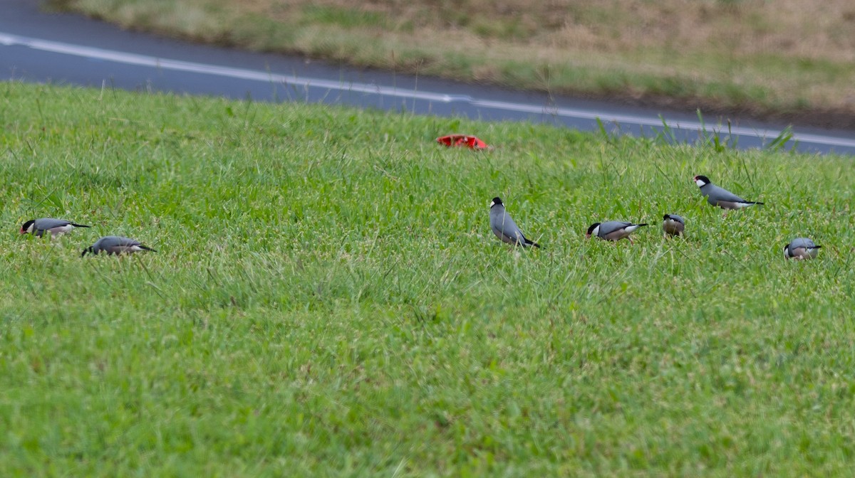 Java Sparrow - ML609252004