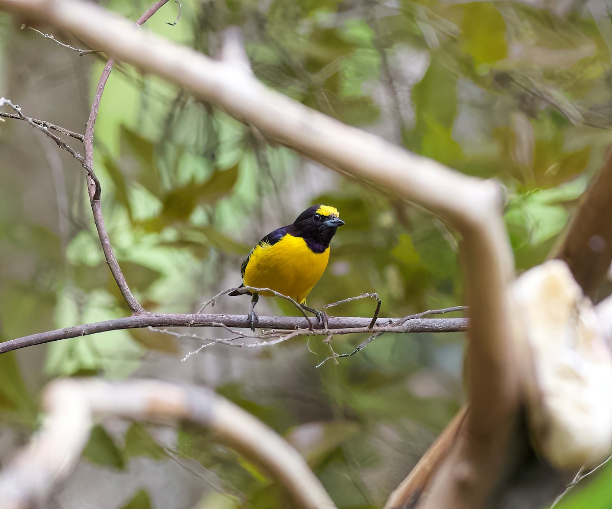 Purple-throated Euphonia - ML609252012